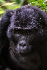 Mountain gorillas in the rainforest. Uganda. Bwindi Impenetrable Forest National Park. An excellent illustration