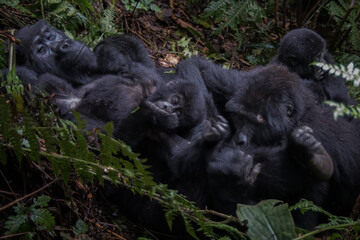 Obraz premium The mountain gorilla (Gorilla beringei beringei) is a subspecies of eastern gorilla. This is the second largest primate in the world
