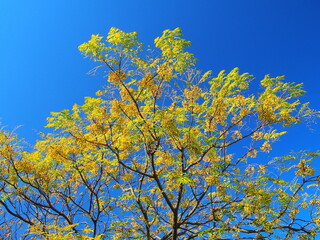 黄色い実をいっぱいつけた冬の栴檀の木と青空