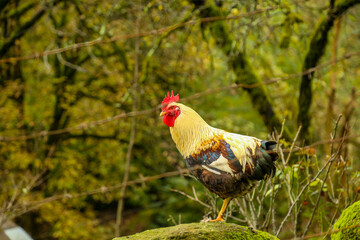 Traveler hiking in mountains clouds landscape