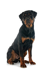 rottweiler in studio