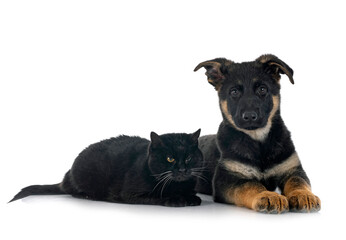 puppy german shepherd and cat