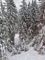 Pine trees covered with snow in winter on French alps