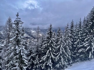 snow covered trees in the mountains