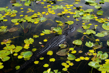 Everglades national park
