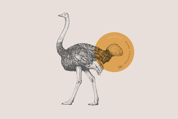 Hand-draw of a walking ostrich on a light background. Bird in vintage engraving style. Vector retro illustration. - obrazy, fototapety, plakaty