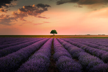 A beautiful lavender field  during sunset in Bulgaria.