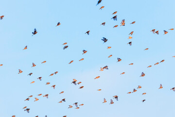 different birds fly in flock against blue sky