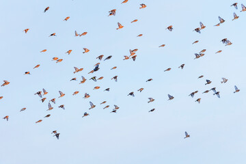 different birds fly in flock against blue sky