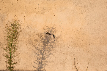 Plastered wall with scratches and cracks with shadow of plant on it, plant in the foreground