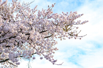 White sakura, cherry blossoms sakura against soft blue sky background in sunny day, sun shine to sakura branch in sunny day, clear sky in morning time, spring season in Japan.