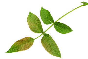 Fototapeta premium Walnut tree leaf closeup