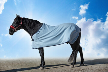  horse and blanket