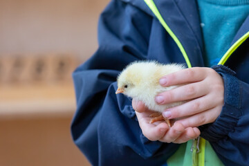 Children hands hold a newly hatched chick.