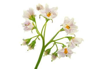 Potato blooming flower on white
