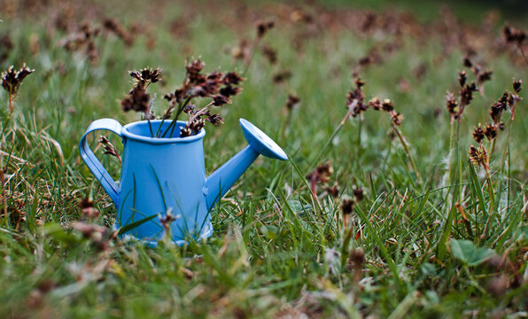 Little watering pot with water and flowers