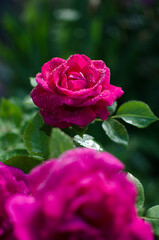 Beautiful fresh roses grow outdoors in the summer