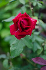 Beautiful fresh roses grow outdoors in the summer