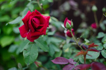 Beautiful fresh roses grow outdoors in the summer