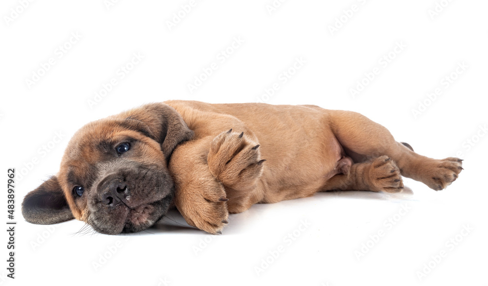 Poster puppy cane corso