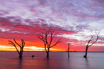 Australia, South Australia, Silhouettes of dead trees standing in Lake Bonney Riverland at sunset
