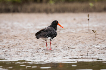 Pied Oystercatcher, Tuross Head, NSW, January 2022