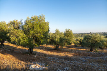Wide angle view of a typical apulian olive tree field in a sunny summer day. Neat rows of centenary...