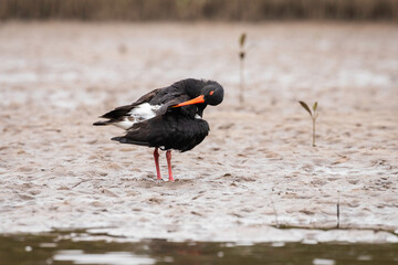 Pied Oystercatcher, Tuross Head, NSW, January 2022