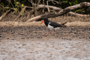 Pied Oystercatcher, Tuross Head, NSW, January 2022