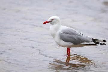 Silver Gull, Tuross Head, NSW, January 2022