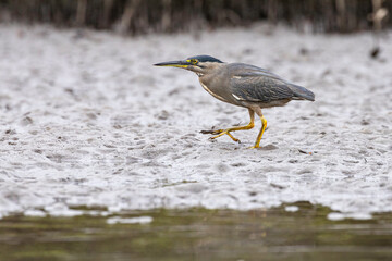 Striated Heron, Tuross Head, NSW, January 2022