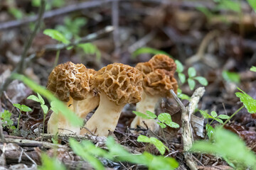 A group of three edible edible morels among fresh goutweed leaves