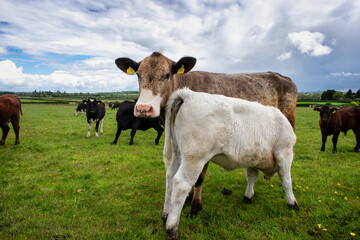 Cows on an Irish Farm