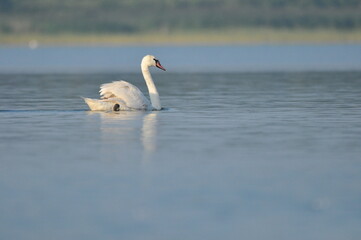 Obraz premium Mute swan swimming on the lake, river. A snow-white bird with a long neck, forming a loving couple and caring family.