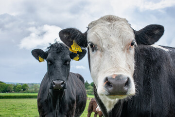 Cows on an Irish Farm
