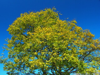 Naklejka premium 冬の江戸川河川敷の榎風景