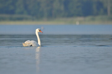 Fototapeta na wymiar Mute swan swimming on the lake, river. A snow-white bird with a long neck, forming a loving couple and caring family.
