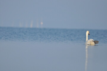 Mute swan swimming on the lake, river. A snow-white bird with a long neck, forming a loving couple...