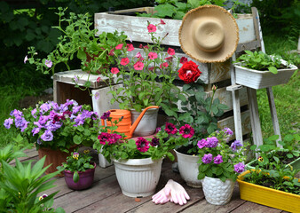  Summer still life with beautiful petunia flowers in pots outside in the garden.