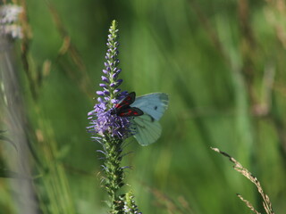 A close up of a flower