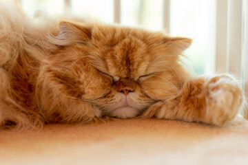 Closeup cute little red kitten sleeps on fur white blanket
