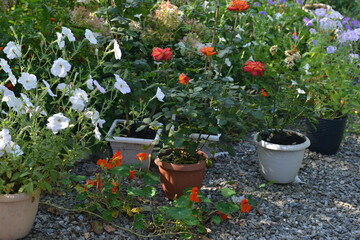 Fototapeta na wymiar Summer still life with beautiful petunia flowers in pots outside in the garden.
