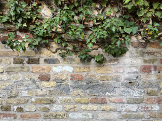 Efeu und Backstein Wand