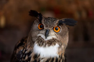 Zelfklevend Fotobehang Close up Yellow eyes horned owl on a dark background. © kelvn