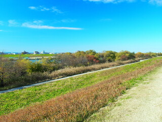 土手から見る枯れた荻と木立と一本道のある冬の江戸川河川敷風景