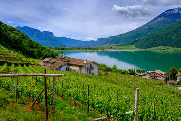 Italy, South Tyrol, Campi al Lago, Summer vineyard with Lake Kaltern in background