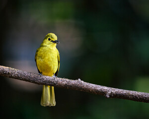 Picturesque beautiful photogenic Yellow breed Bulbul near forests of Maharashtra India