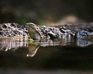 Puff Throated Babbler enjoying in a puddle of water in the jungles near Pune, India