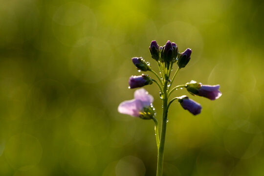 Wet Cardamine pratensis flower on sunny day