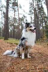 Lovely blue merle sheltand sheepdog sitting in pine tree forest.